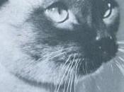 Luis XIV, gato cosmopolita